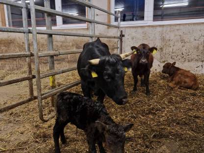 Bild 2:Dexter Rinder