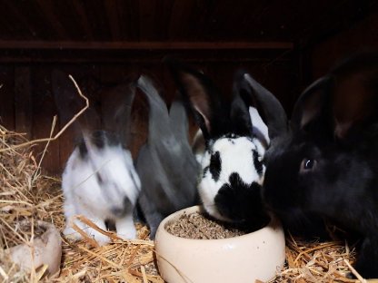 Bild 2:Große Kaninchen