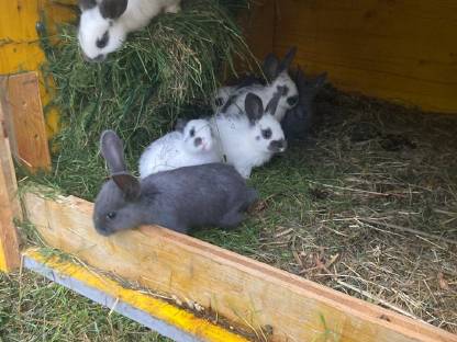 Bild 3:Kuschelhasen, Fleischhasen