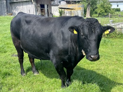 Wagyu Zuchtstier