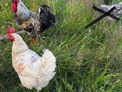 8 Legehühner/Buntleger, 7 Monate - 1 Jahr alt