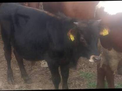 Bio Pinzgauer/Jersey Stierkalb