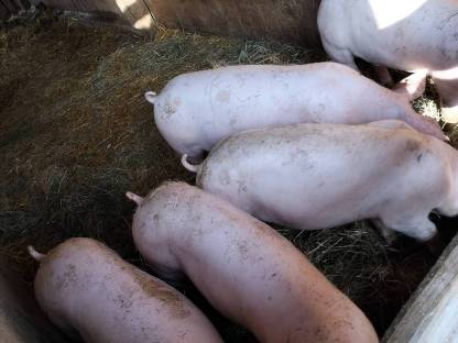 Schlachtschweine