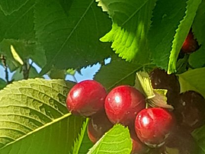 Frische Kirschen