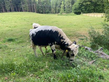 Pustertaler Jungstier