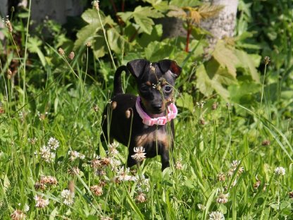 Zwergpinscher Welpen suchen ihr Traumzuhause