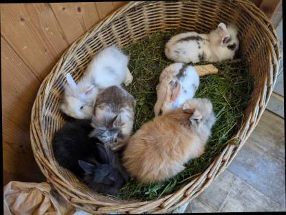 Bild 8:Zwergkaninchen laufend zu verkaufen