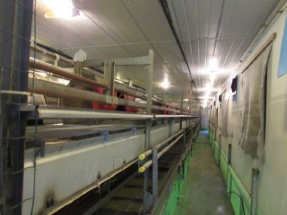 Bild 2:Stalleinrichtung 5.000 Hennenplätze