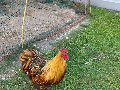 Bild 2:Seltene Rassen