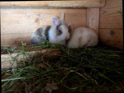 Bild 3:Löwenkopf Zwergkaninchen ganzjährig zu vergeben