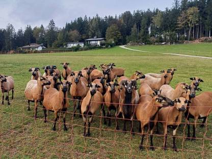 Bild 3:Kamerun Böcke