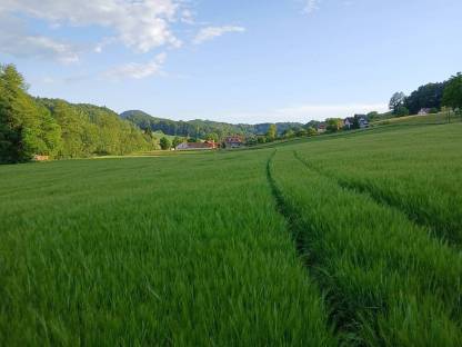 Stroh