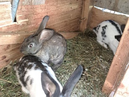 Bild 2:Kaninchen Riesenscheck Mischlinge