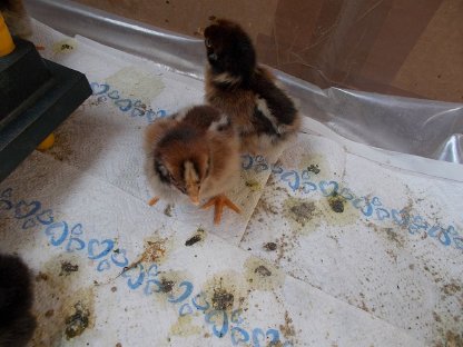 Barnevelder