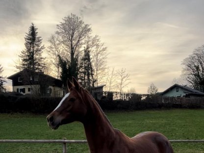 Bedingt Reitbarer Beisteller