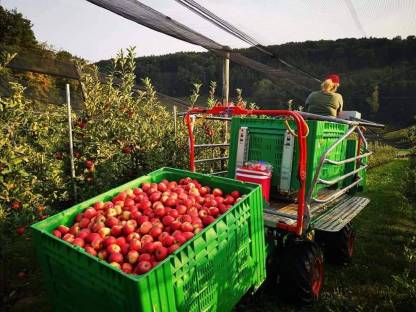 Bild 2:Äpfel Sorte: Elstar