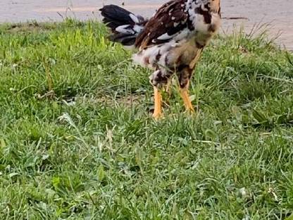 Bild 2:Orloff, Brahma, Indische Kämpfer, Nackthalshühner, Laufenten