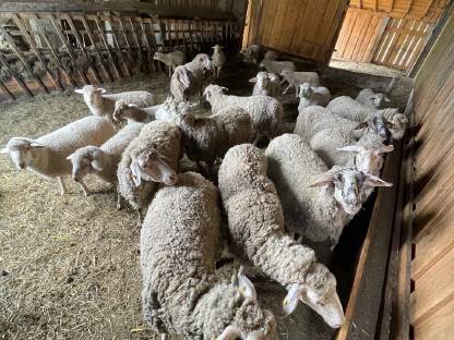 Merino Herde ohne Widder