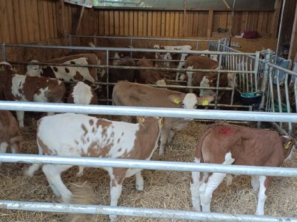 Bild 2:Verkaufe männliche Fresser