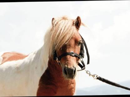 Mini Shetlandpony