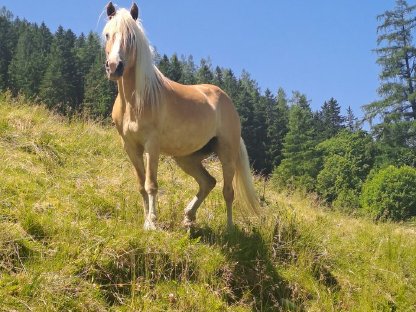 Haflingerstute MALAIKA