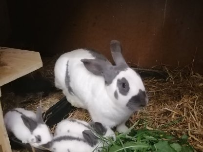 Häsin mit Wurf