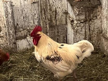 Bild 3:3 Jung-Hähne