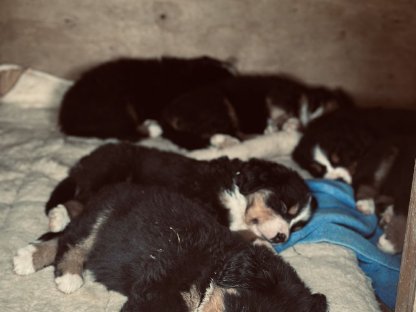 Bild 9:Reinrassige Berner Sennen Welpen
