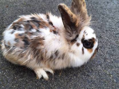 Bild 5:Löwenkopf-Hasen