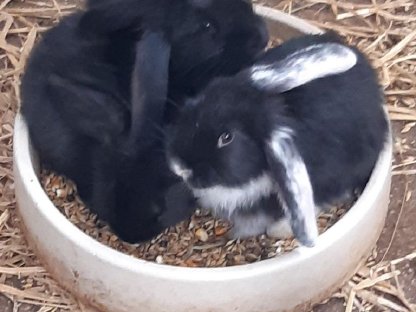 Bild 2:Junge Deutsche Widder