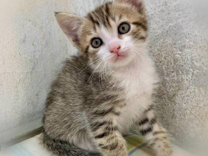 Katzenbabys