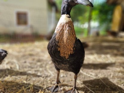 Bild 5:Enten zu vergeben