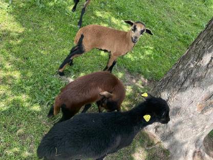 Kamerun Bock
