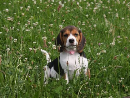 Beagle Welpen suchen ihren Lebensplatz