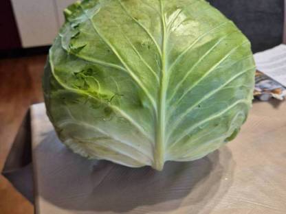 Weißkohl