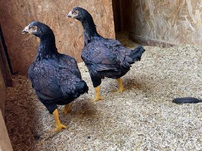 Bild 6:Orloff, Brahma, Indische Kämpfer, Nackthalshühner, Laufenten