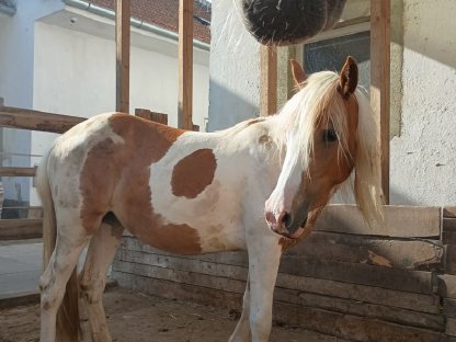 Bild 3:Tinker Pony Mix stute