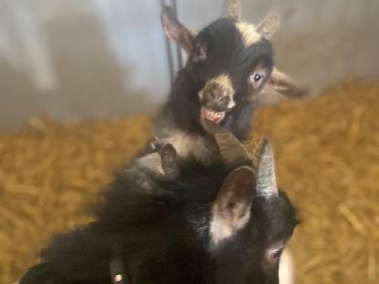 Bild 3:Holländische Zwergziegen