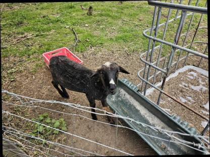 Bild 2:Krainer Steinschafe