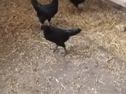 Bild 3:Ayam Cemani