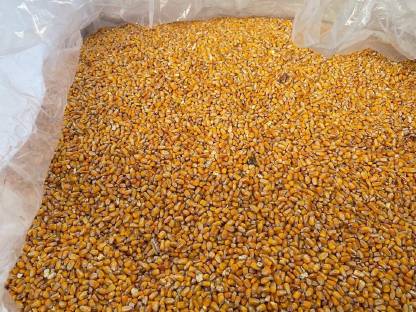 Bild 4:Mais gebrochen - als Tierfutter für Hühner, Wild, Kaninchen