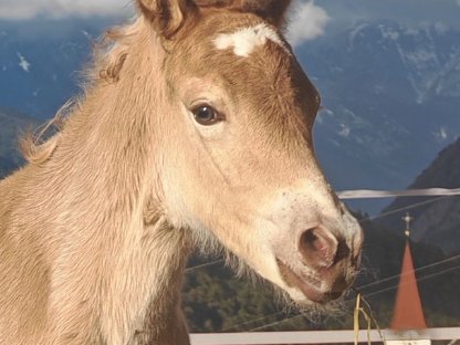 Haflinger Stutfohlen