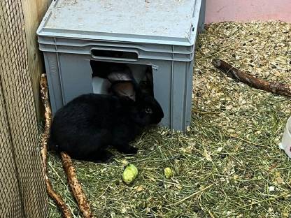 Bild 2:Deutsche Riesen