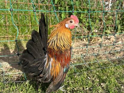 Bild 9:Junghähne zum Hergeben, verschiedene Hähne