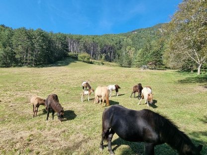 Bild 3:Isländer Jährlingshengste