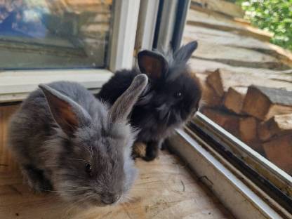 Bild 2:Löwenkopf Zwerghasen