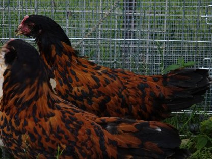 Bild 2:Thüringer Barthuhn