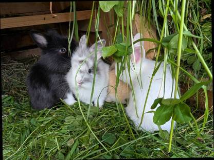 Bild 9:Löwenkopf Zwergkaninchen ganzjährig zu vergeben