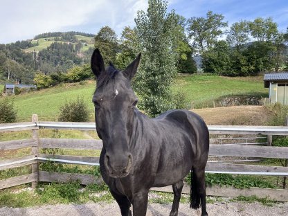 Bild 3:Mitreiter gesucht