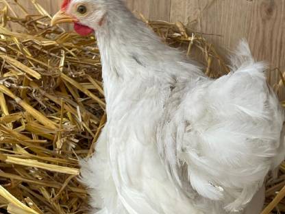 Bild 2:Zwerg Cochin Junghähne